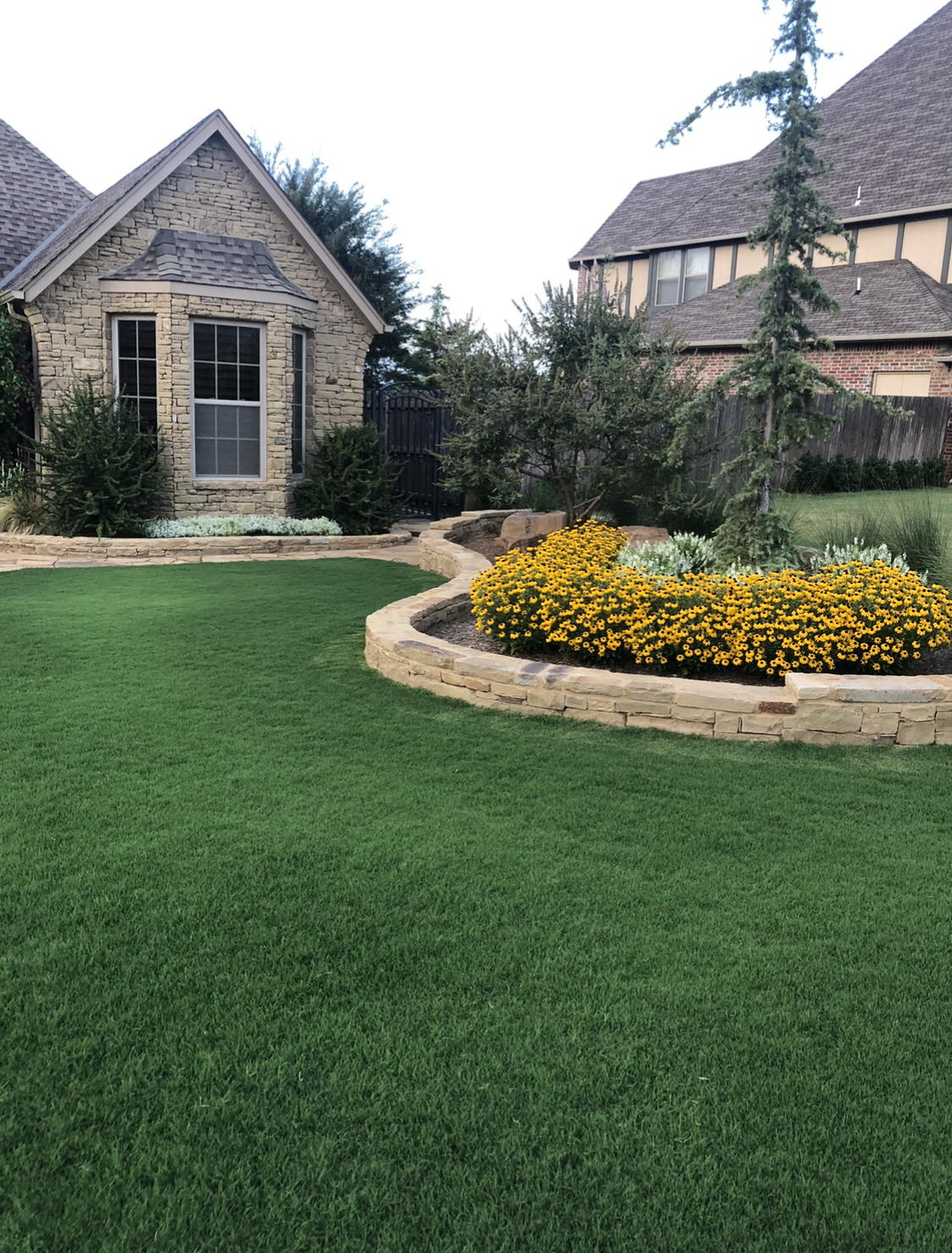 Tahoma 31® Bermuda - Sod By Sherry® Inc.